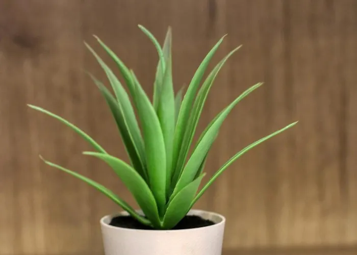 Muse Downtown شقة *